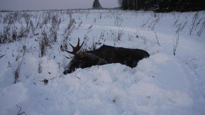 В Новосибирской области охотники возместили 1 млн рублей за убийство 4 лосей