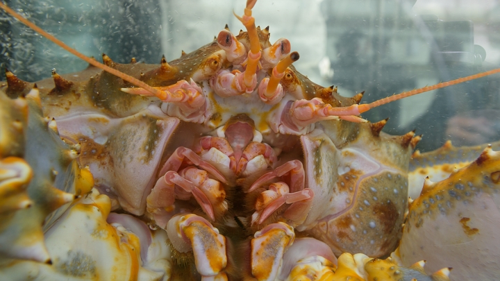 Русские крабы захватили Норвегию. И это хуже немецкой оккупации - La Vanguardia