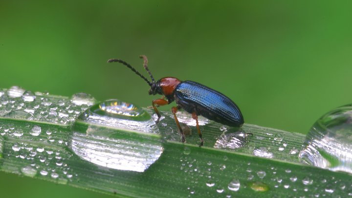 Детей кормят червями и жуками: Европейская хакуна-матата уже в школах