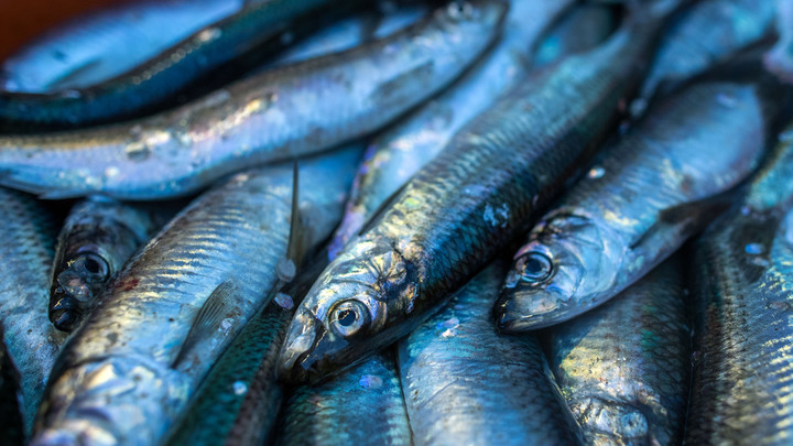 В Херсонской области могут создать крупный рыбопромышленный комплекс