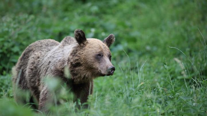 Живодёры убили медвежонка на трассе. Виновных отыщут по видео