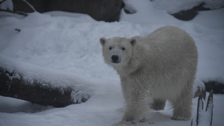 Цены на билеты в зоопарк Новосибирска вырастут до 25% из-за инфляции Цены на билеты в зоопарк Новосибирска вырастут до 25% из-за инфляции