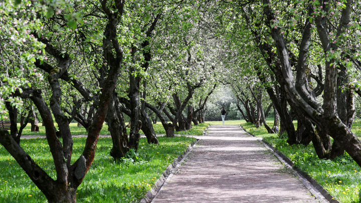 В парке Коломенское у Москвы-реки будет создан свадебный сад - Собянин