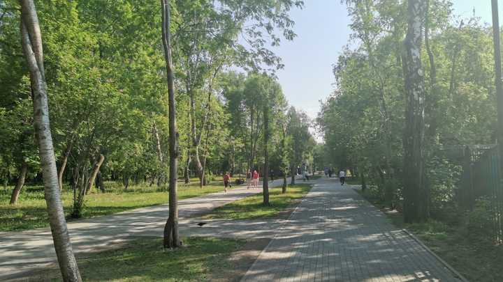 Новосибирцы обеспокоены вырубкой деревьев в парке Берёзовая роща