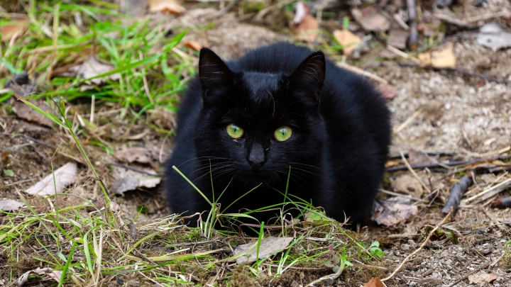 Вместо антенн – уши: боец рассказал о помощи кота Маркиза в обнаружении дронов