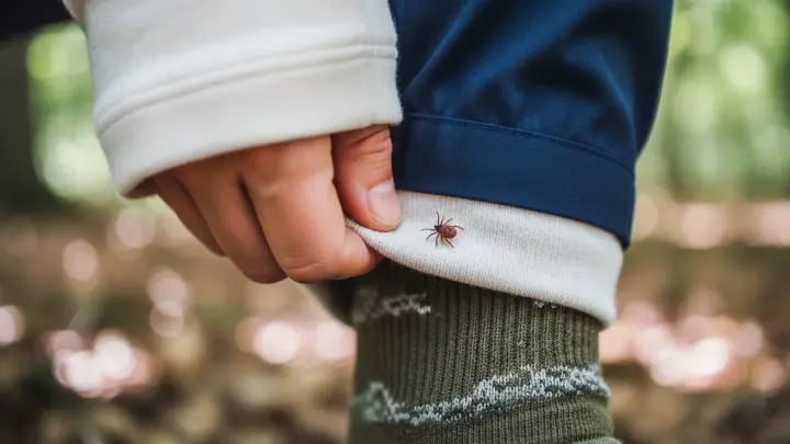 В Турции умер 21-летний мужчина после укуса клеща