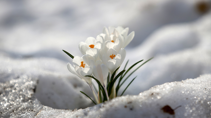 Весна в Нижегородскую область придёт с опозданием на две недели