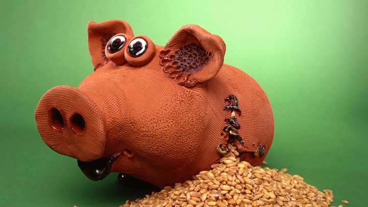 Жительница Новосибирска продаёт коллекцию игрушечных свиней
