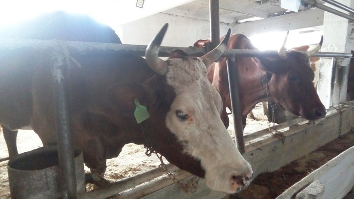 Ветеринарную службу Беловодского района ЛНР усилят специалисты из Новосибирской области