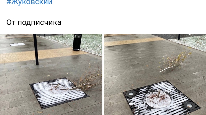 В центре Жуковского вандалы сломали молодые ивы