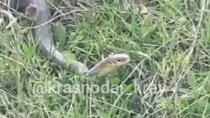 На Кубани пробуждаются ядовитые змеи