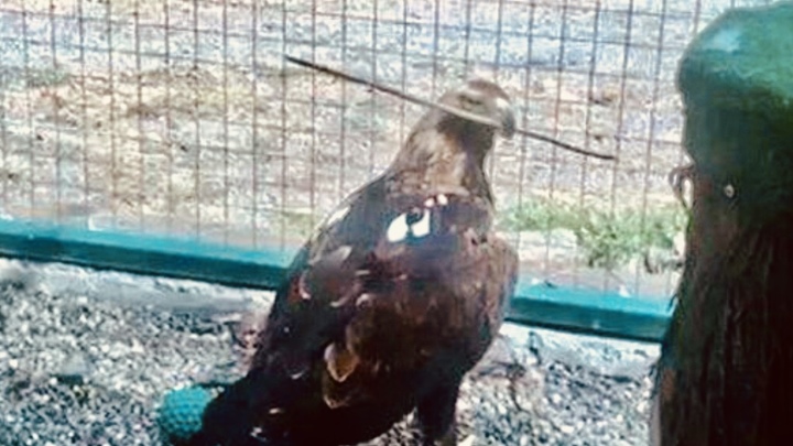 Птенца не будет: в Сочи императорская орлица Арса снесла яйцо