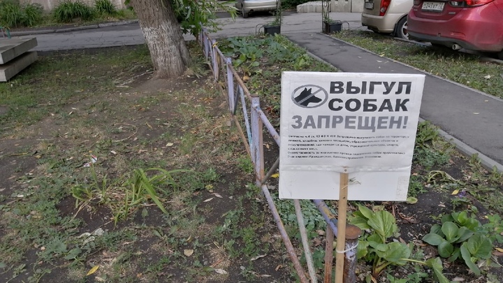 В администрации Коркино назвали истинных виновников нападения псов на девочку