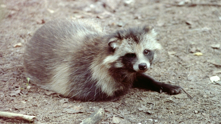 Енот, чуть не сорвавший трансляцию турнира по гольфу в Геленджике, стал талисманом телеканала