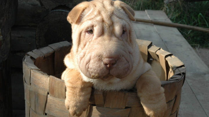 В Краснодаре неизвестный выбросил щенка шарпея с балкона, тот погиб