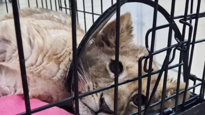 Маленькую львицу в тяжелом состоянии забрали у блогера из Москва-Сити