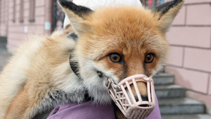 Петербург продолжает снимать ковидные ограничения