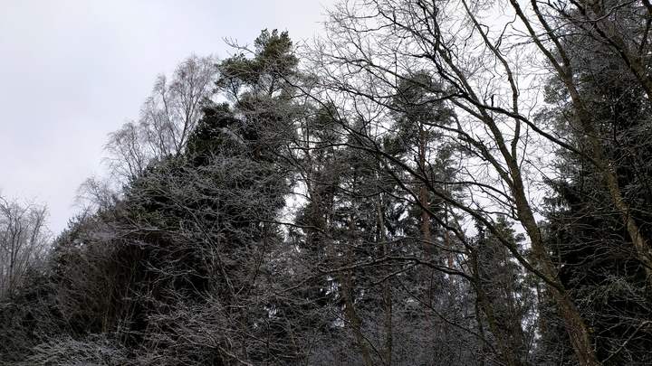 Русский лес под угрозой: Новые правила сделали лазейку в законе ещё шире