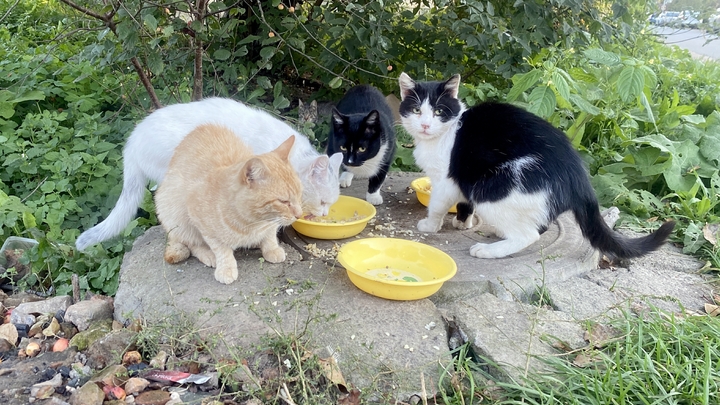 Проводница выкинула кота из поезда на мороз в Кирове