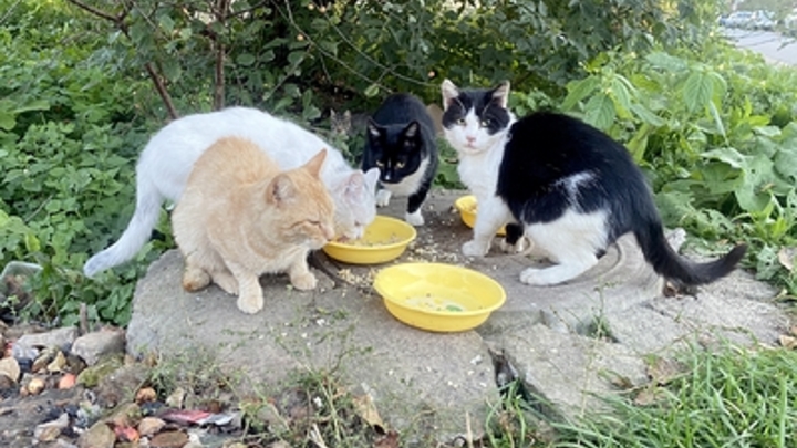 Во дворе краснодарской многоэтажки неизвестные отравили 10 кошек