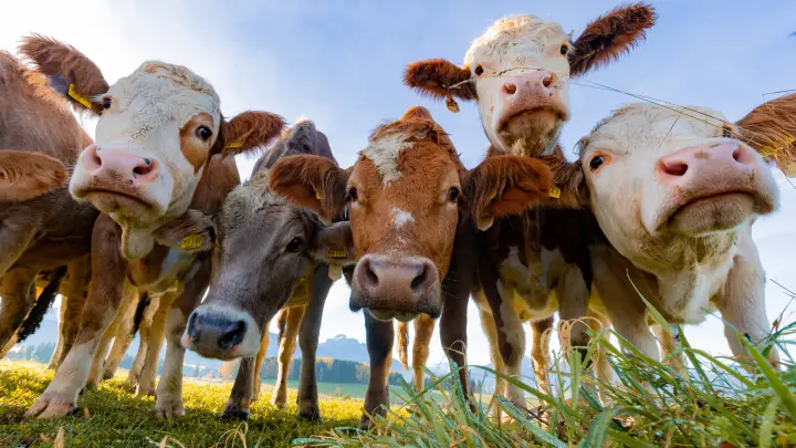 У фермеров США снова можно платно пообниматься с коровами