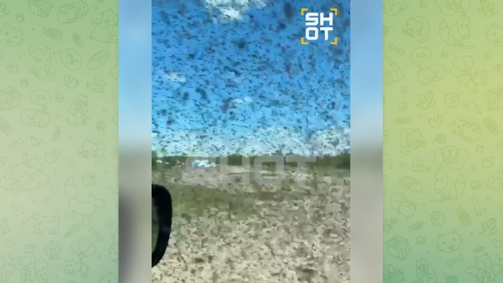 Огромный рой комаров запер отдыхающих в машине в Бурятии и попал на видео