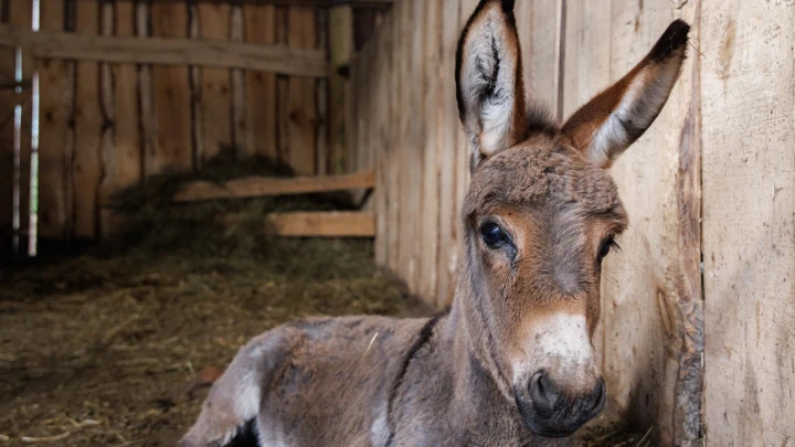 Ишачьи роты на СВО: Русская армия возрождает традиции дедов?