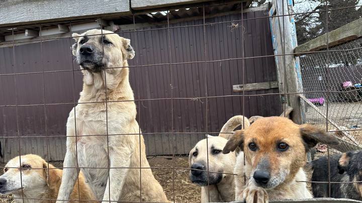 В Ейском районе более 400 собак в частном приюте умирают от голода - соцсети