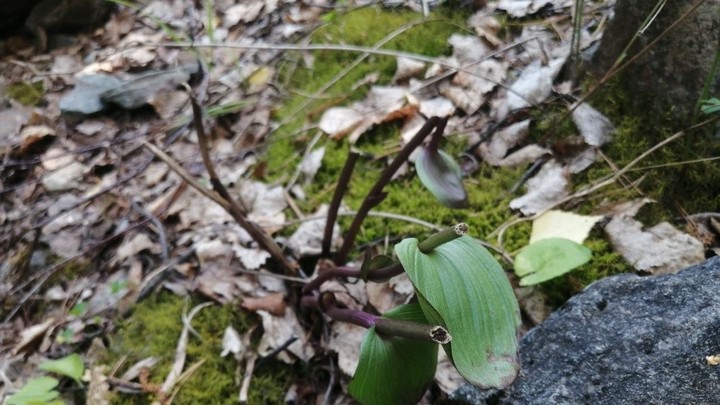 Варвары: туристы на Таганае уничтожили редкие орхидеи