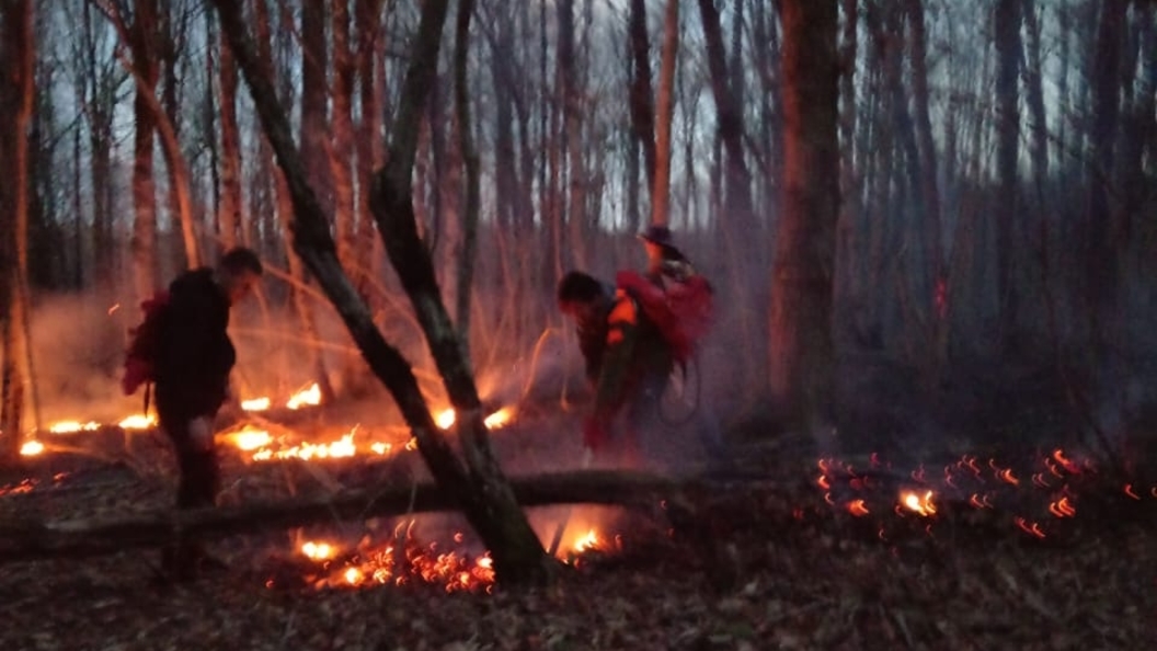 Пожар в туапсинском районе. Пшишское лесничество.