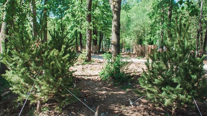 Озеленение парка “Швейцария” в Нижнем Новгороде выполнено уже на треть