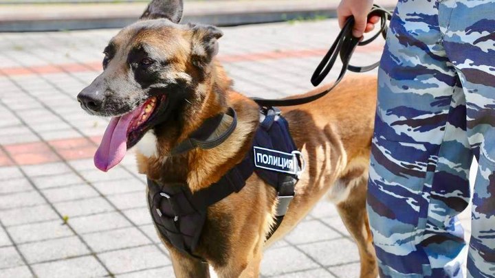 Жителей краснодарской многоэтажки напугал муляж гранаты