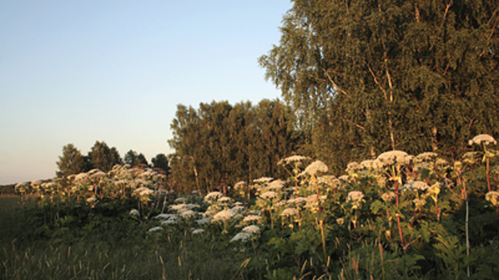 Депутат Госдумы призвал создать федеральную программу по борьбе с борщевиком