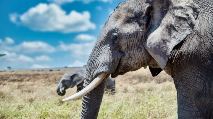 Смертельное селфи: женщина погибла из-за фото со слоном