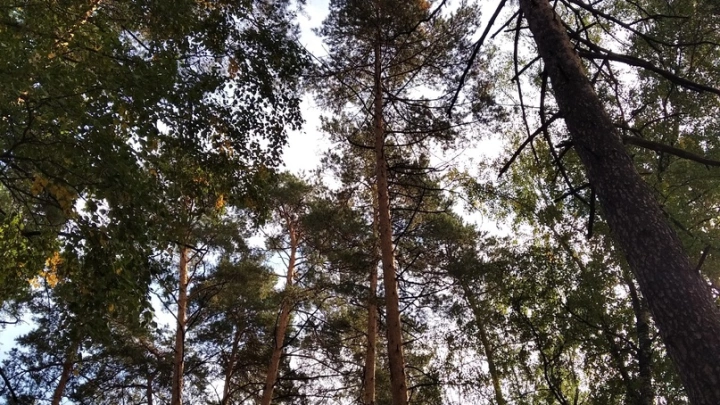 Задушили и закопали с лесу: в Истре задержаны подозреваемые в убийстве предпринимателя