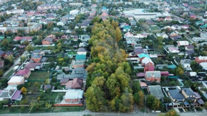 В Динском районе жители протестовали вырубку трети уникальной рощи