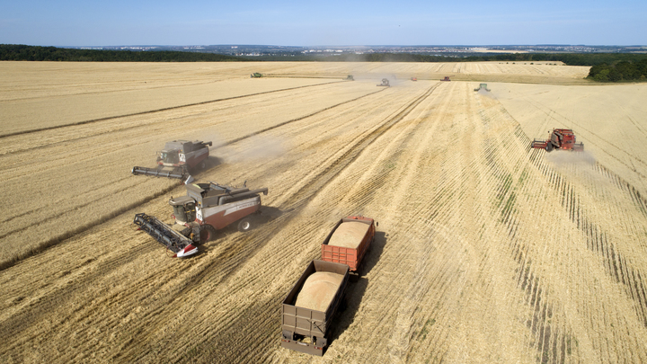 Подогрели, обобрали: Западные партнёры решают, как вывезти всё зерно с Украины