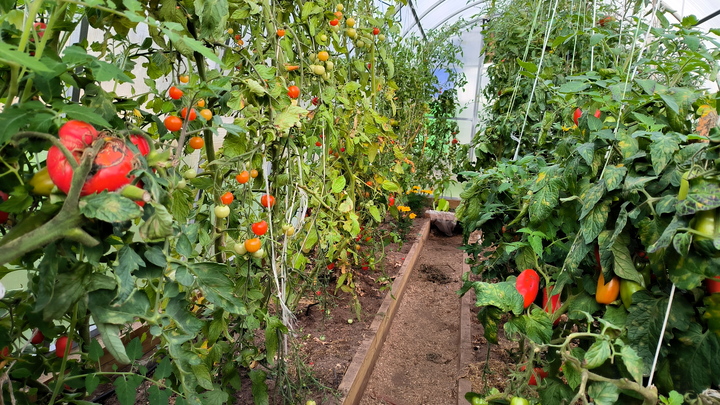 Приставка эко- - залог здоровья? Правду об органических продуктах рассказали эксперты