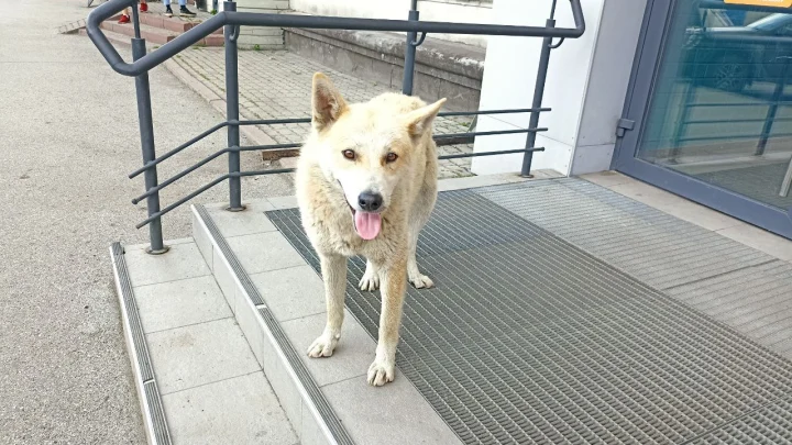 Врач-эпидемиолог Семейкина рассказала, кто чаще всего переносит бешенство в России