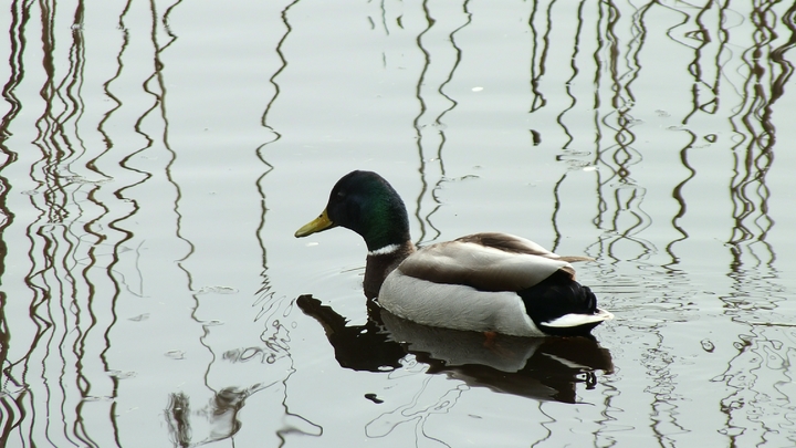 Загадочная катастрофа в Калининграде. Что стало причиной массового мора рыбы и уток