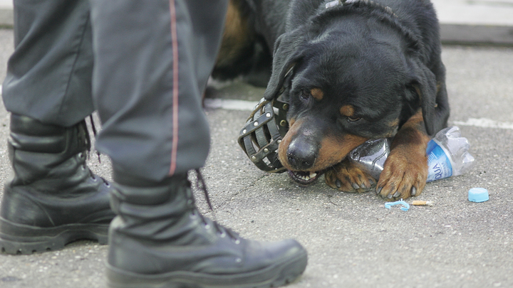 В Крыму два ротвейлера растерзали 10-летнюю девочку