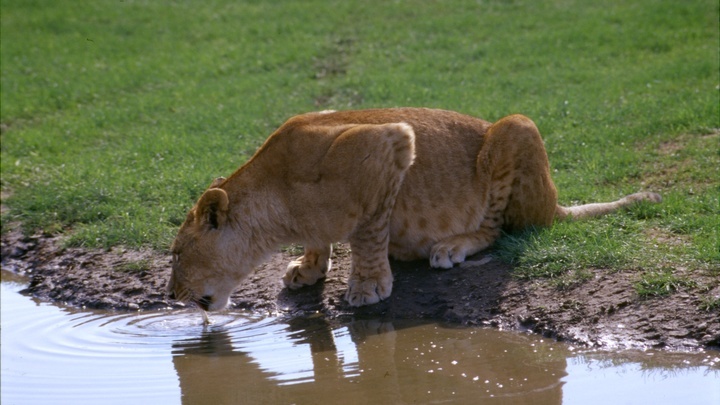 За нападение львицы на 13-летнюю девочку ответит хозяин подпольного зоопарка