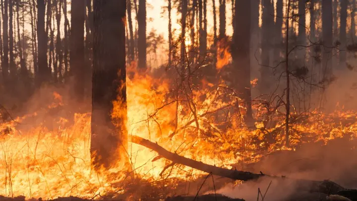 Огонь сожрал сопку и идёт к бухте: Мощный пожар в Находке растянулся на километры