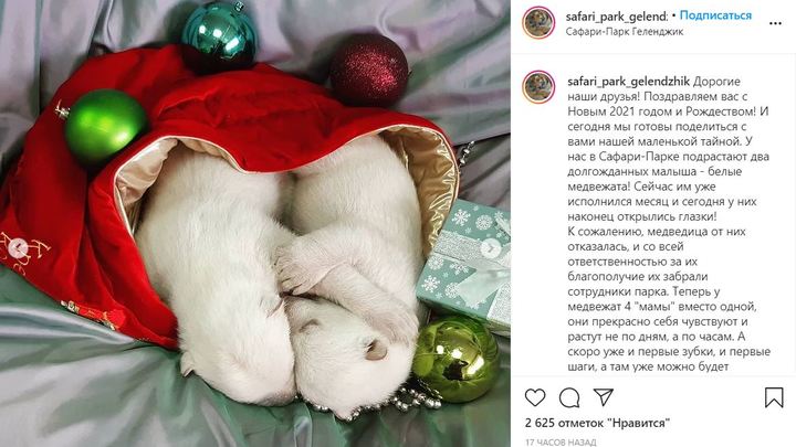 «Мы были готовы к тому, что мать откажется от детенышей»: В Геленджике родились белые медведи