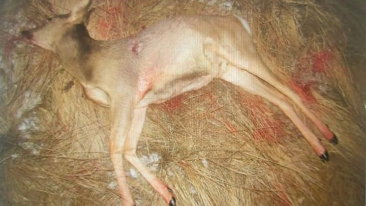 Охотники, незаконно убившие косуль под Самарой, лишились автомобиля