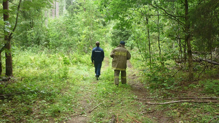 В Подмосковье назвали самые дремучие леса с наибольшим числом заблудившихся за лето