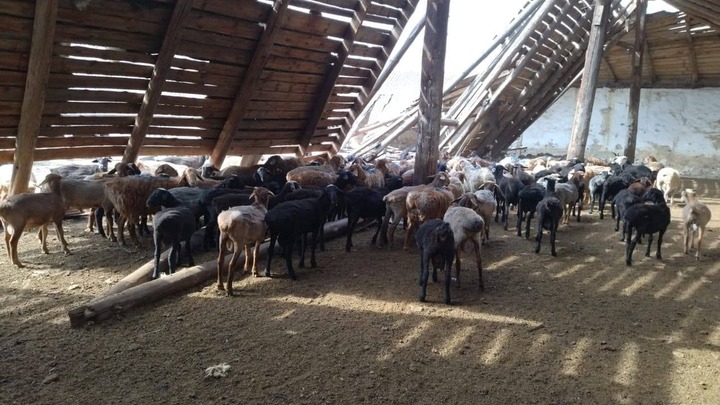 Живая контрабанда. Гражданин Украины пытался перевести через границу на Дон стадо коз