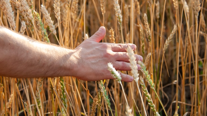 Грибникам на заметку: Народная мудрость и приметы 21 мая. Что можно и нельзя делать на Ивана Долгого