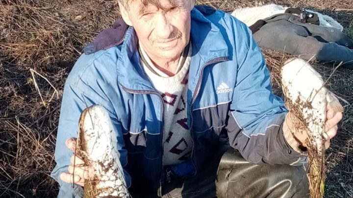 В Ростовской области у рыбы, обитающей в водоемах региона, нашли опасное заболевание