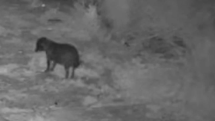 Житель Сицилии научил собаку выбрасывать мусор. Попались оба